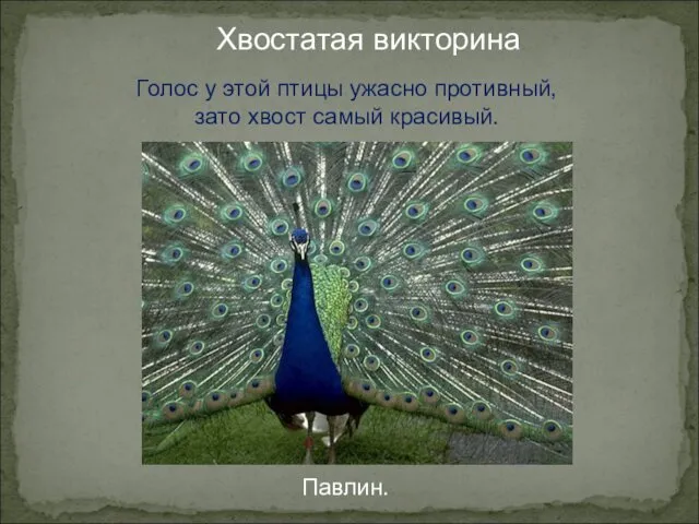 Хвостатая викторина Голос у этой птицы ужасно противный, зато хвост самый красивый. Павлин.