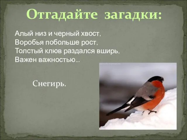 Отгадайте загадки: Алый низ и черный хвост, Воробья побольше рост, Толстый