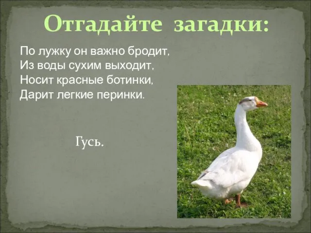 Отгадайте загадки: По лужку он важно бродит, Из воды сухим выходит,