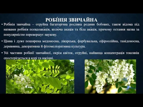 РОБІ́НІЯ ЗВИЧАЙНА Робі́нія звичайна – отруйна багаторічна рослина родини бобових, також