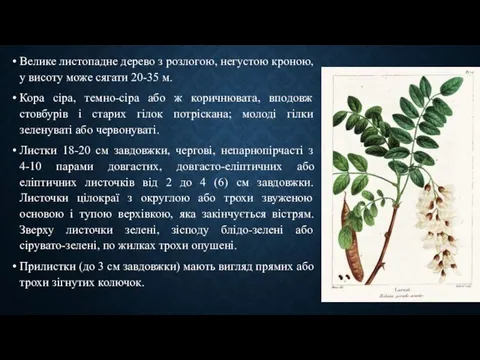 Велике листопадне дерево з розлогою, негустою кроною, у висоту може сягати