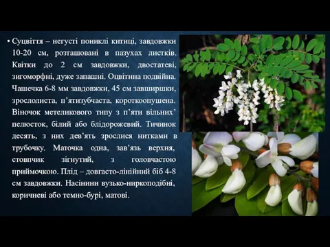 Суцвіття – негусті пониклі китиці, завдовжки 10-20 см, розташовані в пазухах