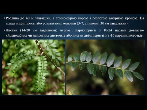 Рослина до 40 м заввишки, з темно-бурою корою і розлогою ажурною