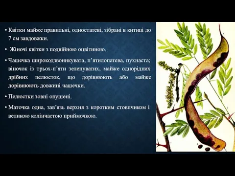 Квітки майже правильні, одностатеві, зібрані в китиці до 7 см завдовжки.