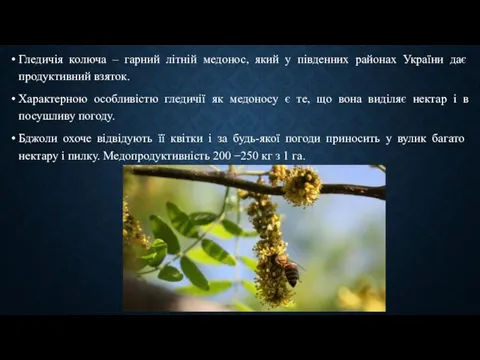 Гледичія колюча – гарний літній медонос, який у південних районах України