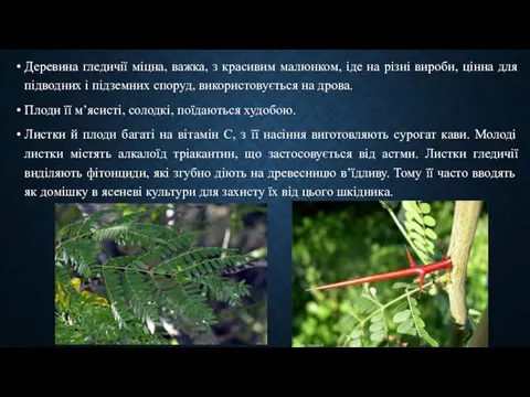 Деревина гледичії міцна, важка, з красивим малюнком, іде на різні вироби,