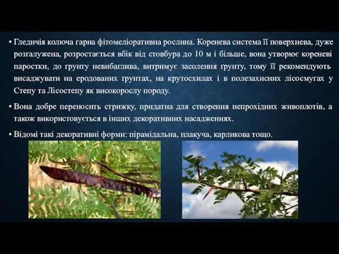 Гледичія колюча гарна фітомеліоративна рослина. Коренева система її поверхнева, дуже розгалужена,