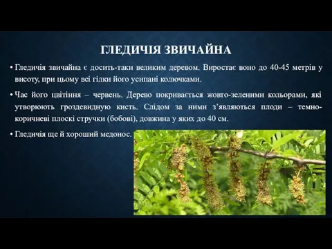 ГЛЕДИЧІЯ ЗВИЧАЙНА Гледичія звичайна є досить-таки великим деревом. Виростає воно до