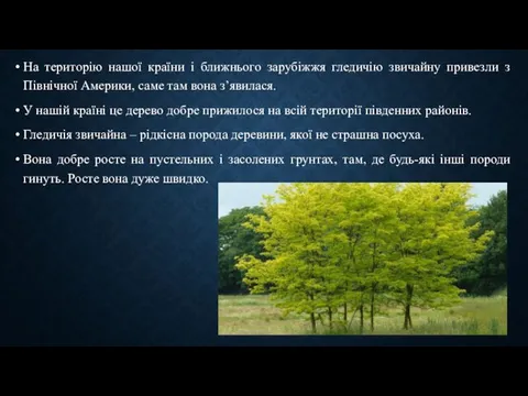 На територію нашої країни і ближнього зарубіжжя гледичію звичайну привезли з