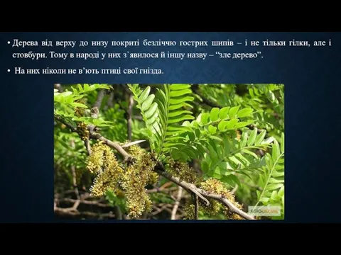 Дерева від верху до низу покриті безліччю гострих шипів – і