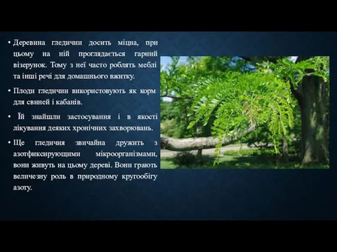 Деревина гледичии досить міцна, при цьому на ній проглядається гарний візерунок.