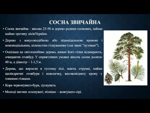 СОСНА ЗВИЧАЙНА Сосна звичайна – високе 25-50 м дерево родини соснових,