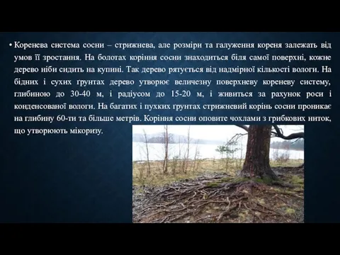 Коренева система сосни – стрижнева, але розміри та галуження кореня залежать