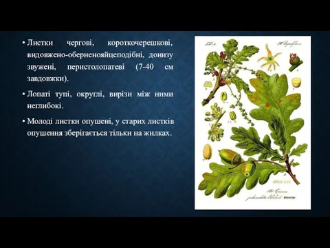 Листки чергові, короткочерешкові, видовжено-оберненояйцеподібні, донизу звужені, перистолопатеві (7-40 см завдовжки). Лопаті