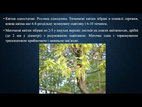 Квітки одностатеві. Рослина однодомна. Тичинкові квітки зібрані в пониклі сережки, кожна