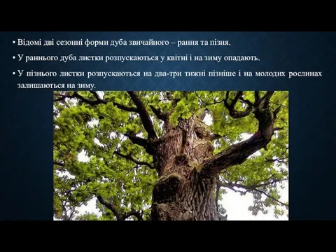 Відомі дві сезонні форми дуба звичайного – рання та пізня. У