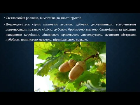 Світлолюбна рослина, вимоглива до якості ґрунтів. Пошкоджується сірим кленовим вусачем, дубовим