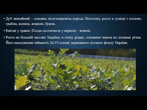 Дуб звичайний – основна лісоутворююча порода Лісостепу, росте в суміші з