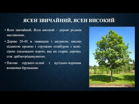 ЯСЕН ЗВИЧАЙНИЙ, ЯСЕН ВИСОКИЙ Ясен звичайний, Ясен високий – дерево родини