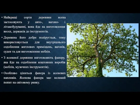 Найкращі сорти деревини ясена застосовують у авто-, вагоно- і літакобудуванні, вона