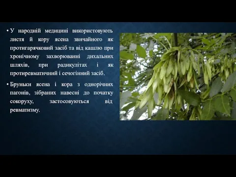 У народній медицині використовують листя й кору ясена звичайного як протигарячковий