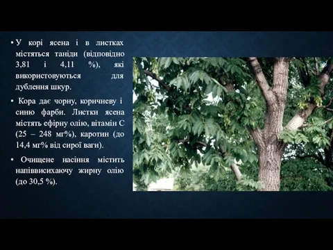 У корі ясена і в листках містяться таніди (відповідно 3,81 і