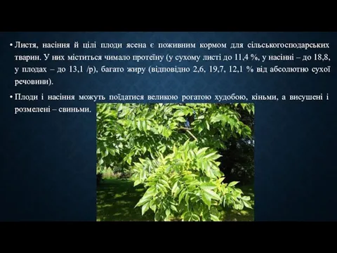 Листя, насіння й цілі плоди ясена є поживним кормом для сільськогосподарських