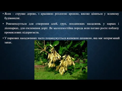 Ясен – струнке дерево, з красивою розлогою кроною, високо ціниться у