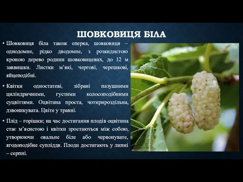 ШОВКОВИЦЯ БІЛА Шовковиця біла також еперка, шовковиця – однодомне, рідко дводомне,