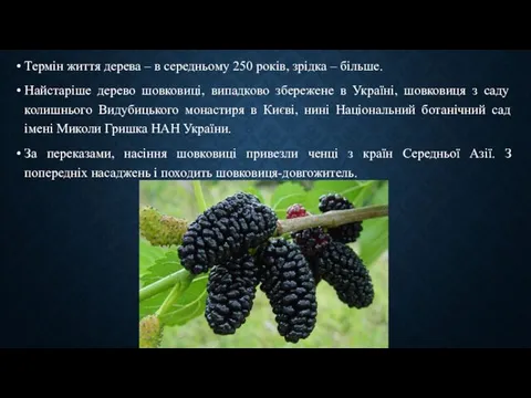 Термін життя дерева – в середньому 250 років, зрідка – більше.