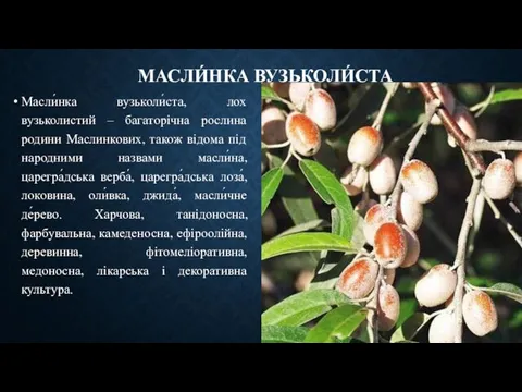 МАСЛИ́НКА ВУЗЬКОЛИ́СТА Масли́нка вузьколи́ста, лох вузьколистий – багаторічна рослина родини Маслинкових,