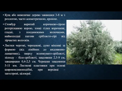 Кущ або невеличке дерево заввишки 3-8 м з розлогою, часто асиметричною,