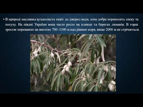 В природі маслинка вузьколиста тяжіє до джерел води, хоча добре переносить