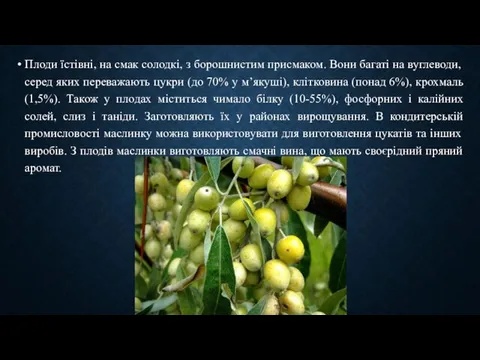 Плоди їстівні, на смак солодкі, з борошнистим присмаком. Вони багаті на