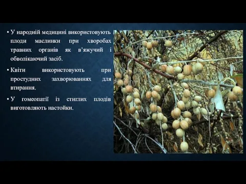 У народній медицині використовують плоди маслинки при хворобах травних органів як
