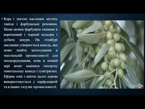 Кора і листки маслинки містять таніди і фарбувальні речовини. Ними можна