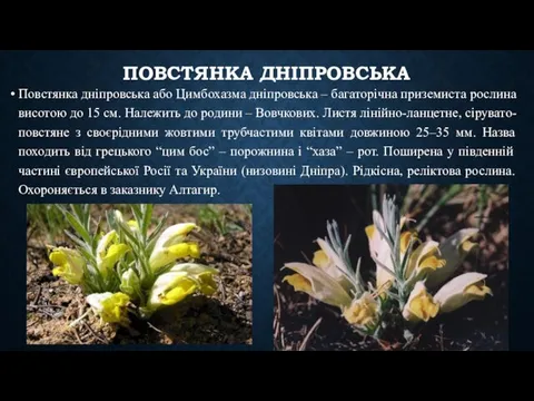 ПОВСТЯНКА ДНІПРОВСЬКА Повстянка дніпровська або Цимбохазма дніпровська – багаторічна приземиста рослина