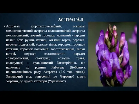 АСТРАГА́Л Астрага́л шерстистоквітко́вий, астрагал мохнатоквітковий, астрагал волохатоцвітий, астрагал мохнатоцвітий, вовчий горошок