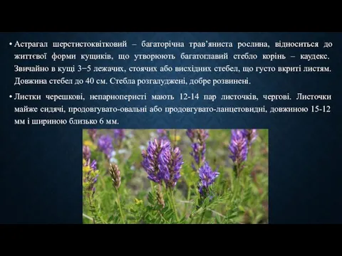 Астрагал шерстистоквітковий – багаторічна трав’яниста рослина, відноситься до життєвої форми кущиків,