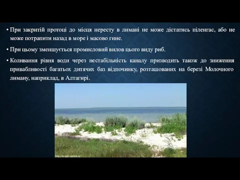 При закритій протоці до місця нересту в лимані не може дістатись