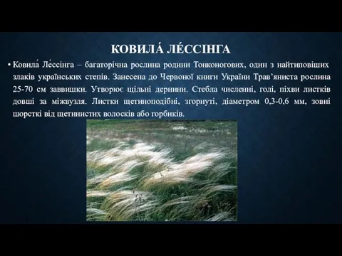 КОВИЛА́ ЛЕ́ССІНГА Ковила́ Ле́ссінга – багаторічна рослина родини Тонконогових, один з