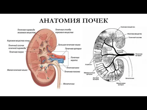 АНАТОМИЯ ПОЧЕК