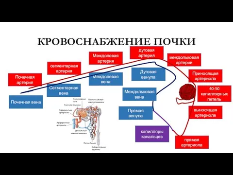 КРОВОСНАБЖЕНИЕ ПОЧКИ Почечная артерия сегментарная артерия Междолевая артерия дуговая артерия междольковая