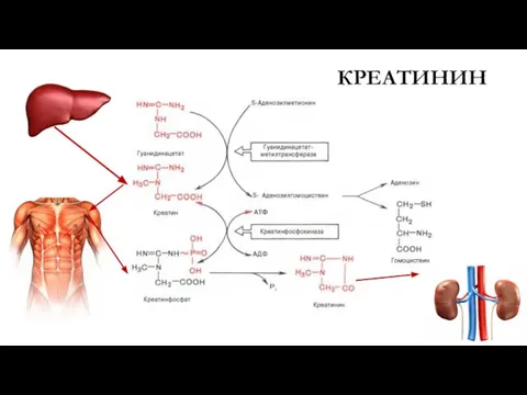КРЕАТИНИН