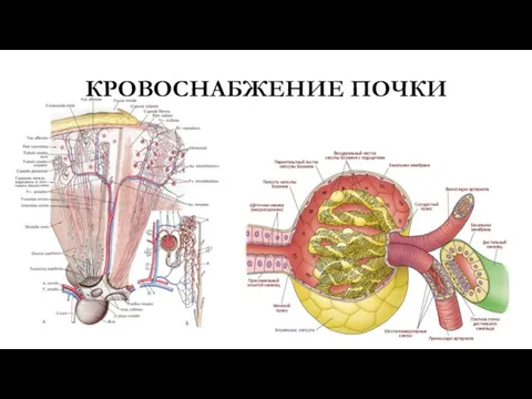 КРОВОСНАБЖЕНИЕ ПОЧКИ