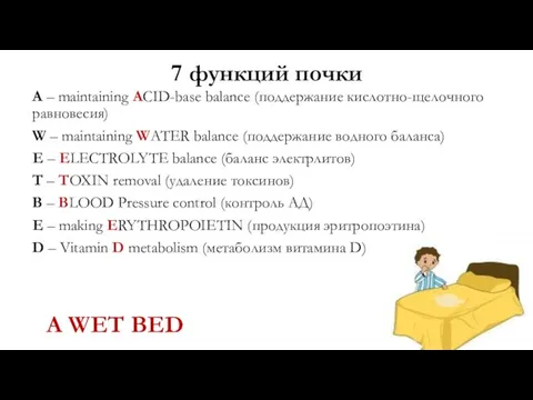 7 функций почки A – maintaining ACID-base balance (поддержание кислотно-щелочного равновесия)