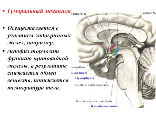 Гуморальный механизм. Осуществляется с участием эндокринных желез, например, гипофиз тормозит функцию