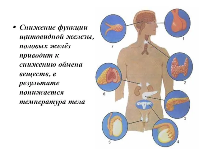 Снижение функции щитовидной железы, половых желёз приводит к снижению обмена веществ, в результате понижается температура тела