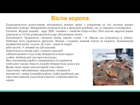 Віспа коропа Характеризується розростанням епітеліальної тканини шкіри з утворенням на тілі