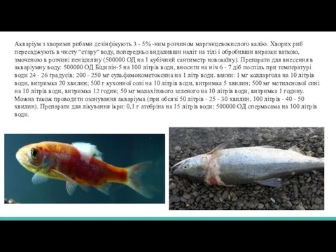 Акваріум з хворими рибами дезінфікують 3 - 5% -ним розчином марганцевокислого